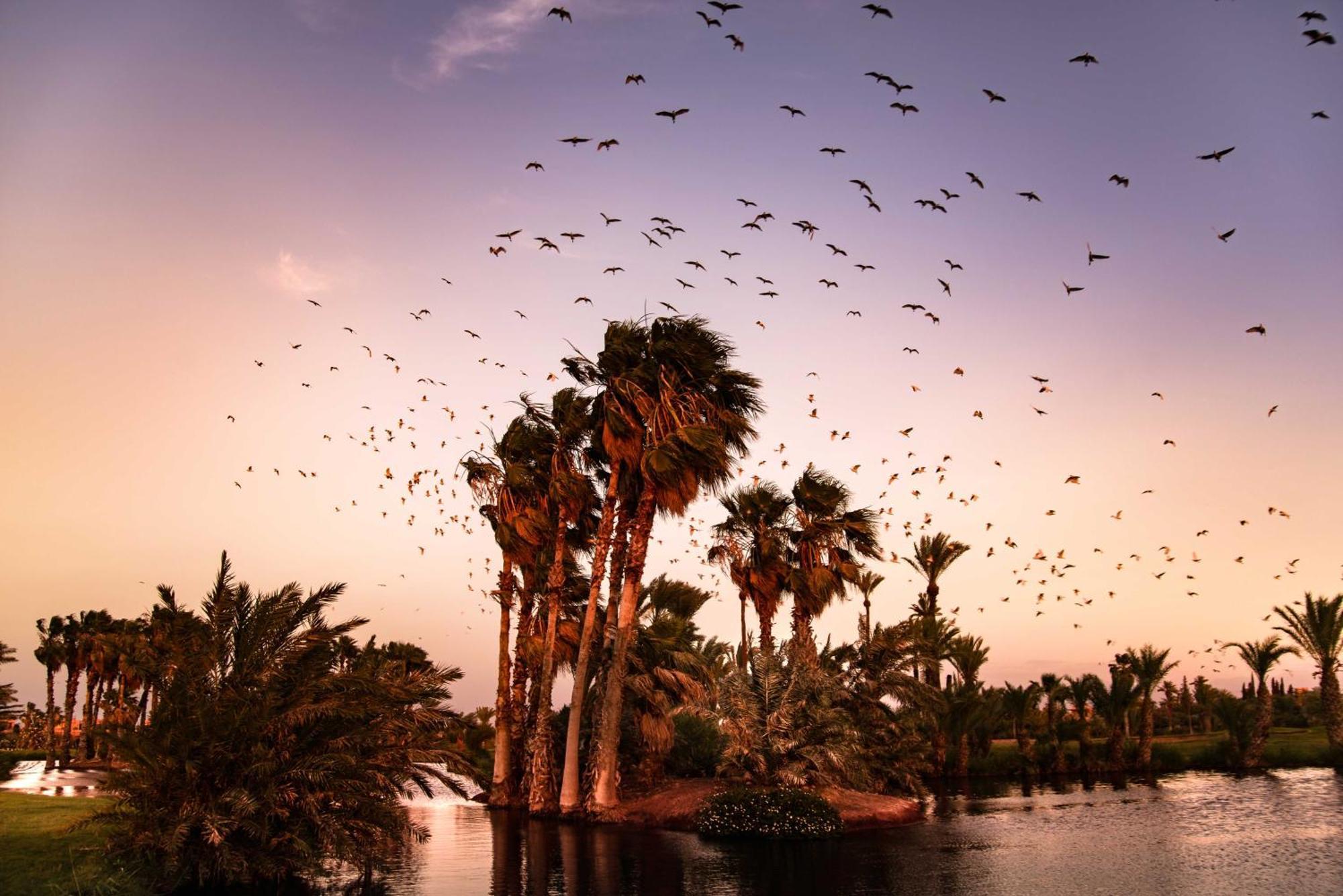Pickalbatros Hotel Du Golf - Adults Friendly 16 Years Plus- All-Inclusive Marrakesh Exterior photo
